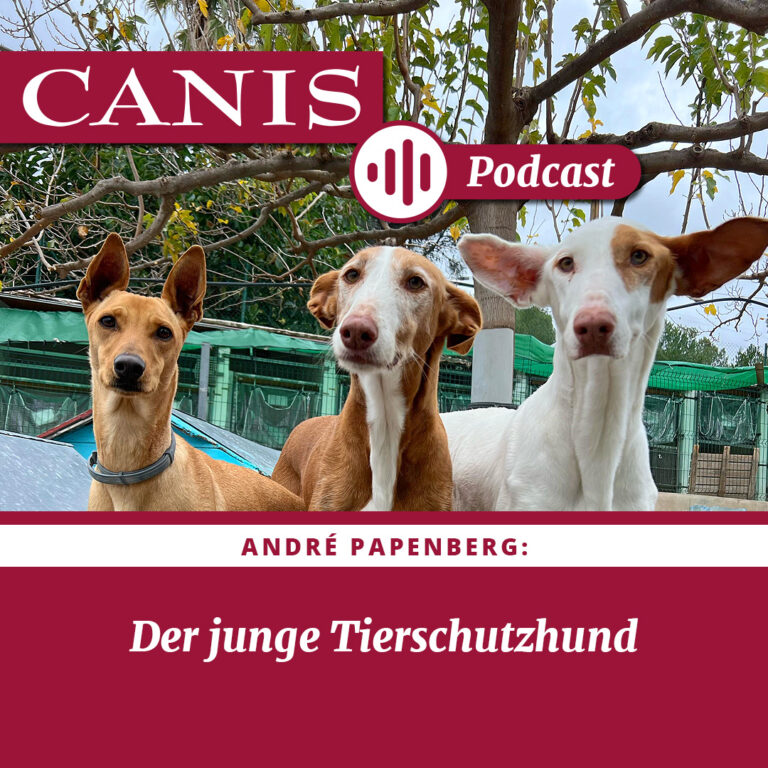 Der junge Tierschutzhund