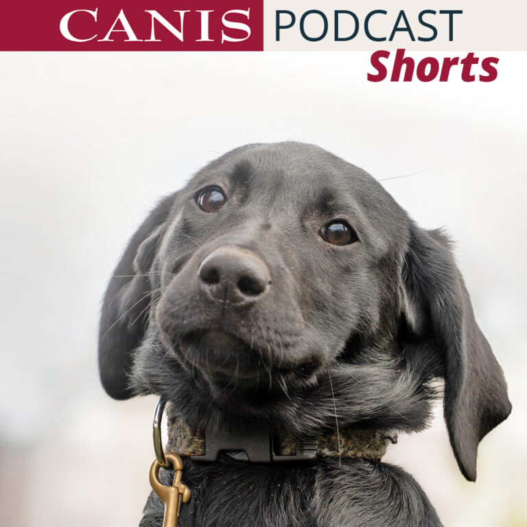 Shorts: Sensibilisierung – was sie ist (und was nicht)