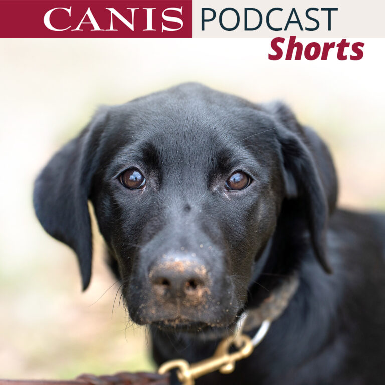 Shorts: Gefahren von Jagdverhalten