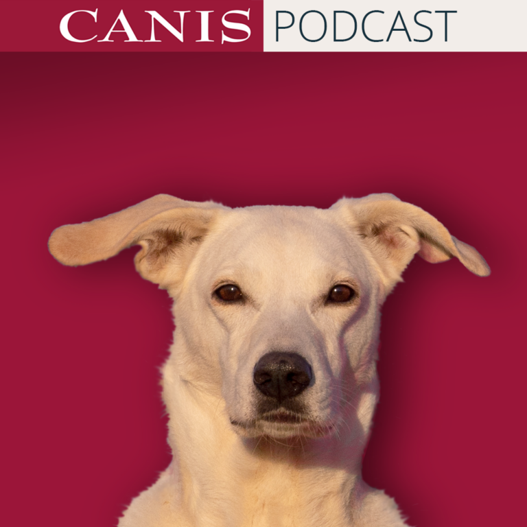Warum fällt es manchen Hunden so schwer, alleine zu bleiben?