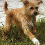 Die junge Socke Die junge Socke