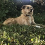 Socke 2020 Socke 2020